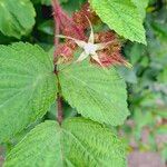 Rubus phoenicolasiusКветка