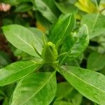 Gardenia taitensis ফুল