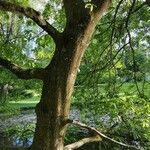 Quercus imbricaria Celota