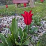 Tulipa agenensis Flor