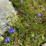 Campanula scheuchzeri موطن