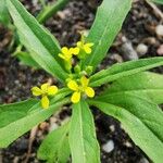 Erysimum cheiranthoides Leaf