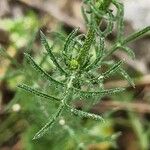 Crupina crupinastrum Leaf