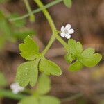 Nemophila aphylla Hábito
