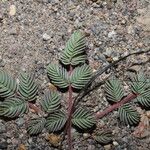 Hoffmannseggia minor Leaf
