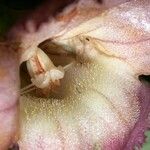 Drymonia serrulata Flower