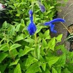 Salvia patens Blomst