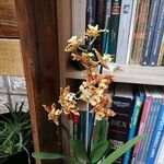 Oncidium altissimumFlower