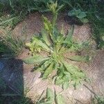 Nicotiana longiflora Blatt