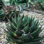 Aristaloe aristata cv. 'Cosmo' Агульны выгляд