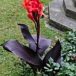 Canna × hybrida Habitus