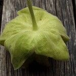 Abutilon theophrasti Frukt