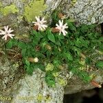 Silene cordifolia Habit