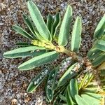 Euphorbia polygonifolia Corteza