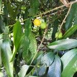 Garcinia cochinchinensis 葉