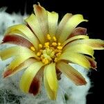 Eriosyce laui Λουλούδι