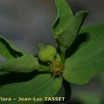 Euphorbia taurinensis Květ