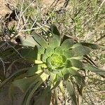 Aeonium pseudourbicum Leaf