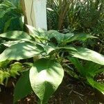 Brugmansia × candidaYaprak