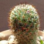 Mammillaria matudae পাতা