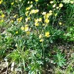 Hieracium glaucinum Habit