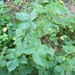 Rubus nessensis Other