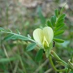 Vicia hybridaΆλλα