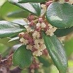 Myrsine africana Fula