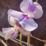 Vigna frutescens Flower