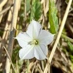 Convolvulus hermanniae Flower
