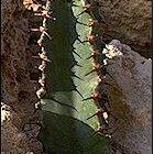 Euphorbia ammak Corteccia