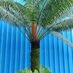 Cycas circinalis Ffrwyth