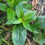 Lychnis chalcedonica Lapas