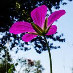 Geranium palustre Flor