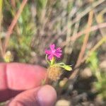 Silene muscipula Fula