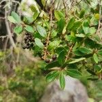 Embelia angustifolia Fruit