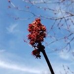 Acer rubrum 花