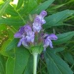 Prunella grandiflora Flower