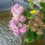 Spiraea japonicaFlower