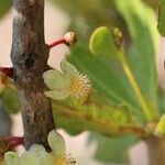 Garcinia pachyclada Floro