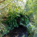 Osmunda regalis Hábitos