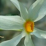 Narcissus obsoletus 花