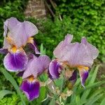 Iris germanica Kvet