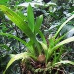 Bulbophyllum variegatum Hoja