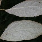 Solanum schlechtendalianum Folio