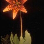 Lilium bolanderi Flower