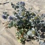 Eryngium maritimum Цвят