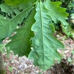 Quercus petraea 葉