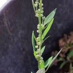 Chenopodium berlandieri Flower