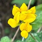 Lotus pedunculatus Çiçek